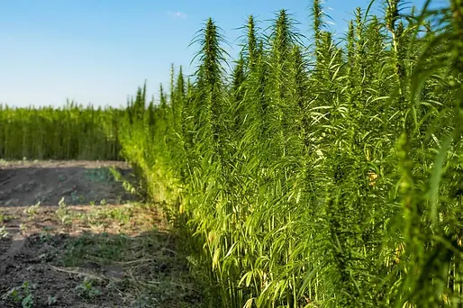 2025 07 31 Hemp Field.webp