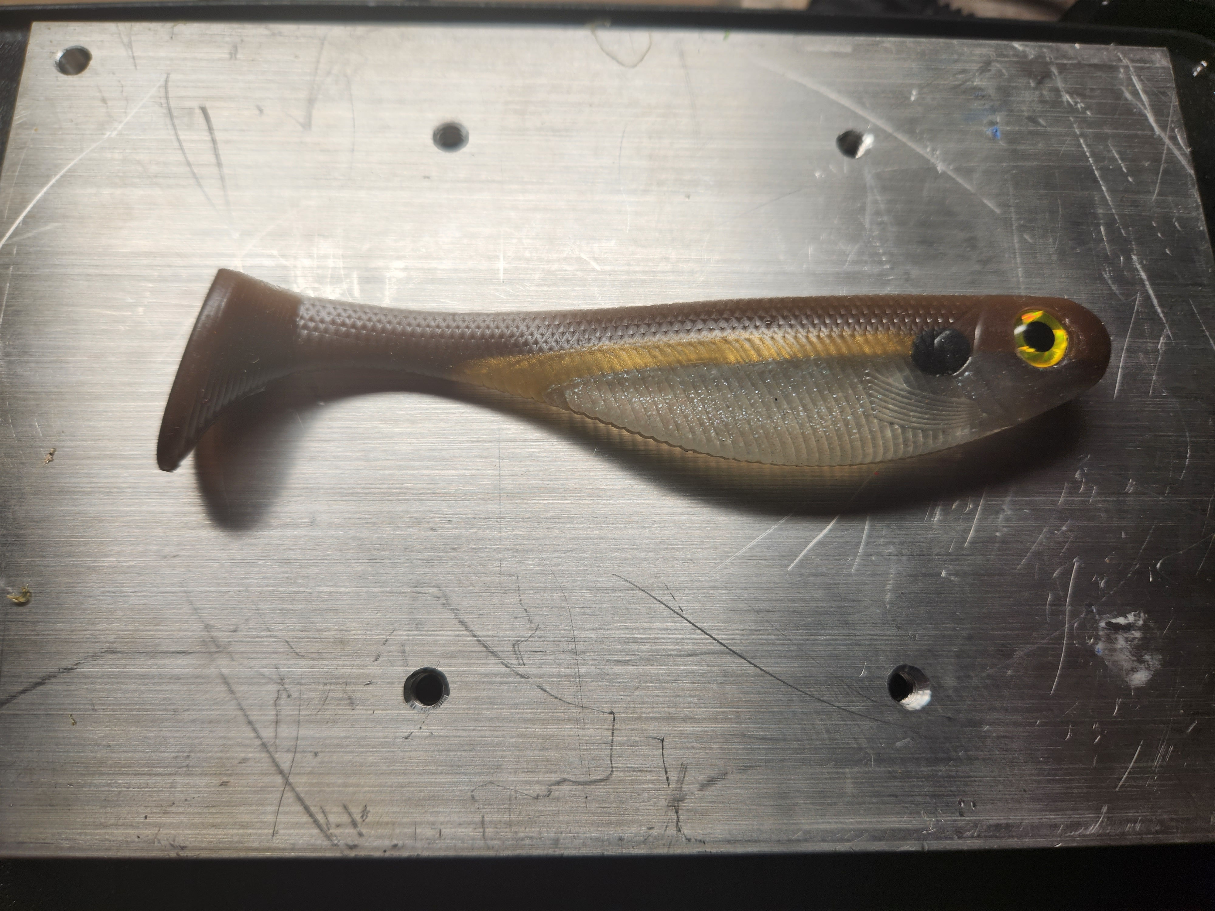6" Gizzard Shad