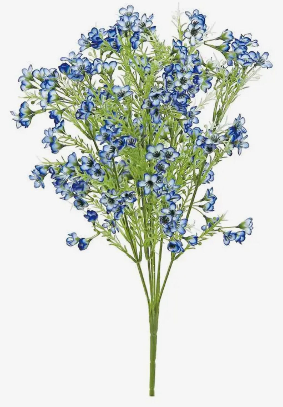 Wax flower Bush  19” Blue 