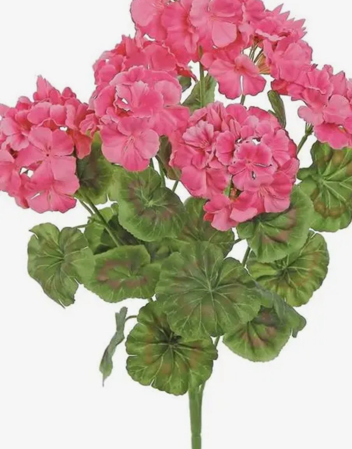 Geranium Bush X 7 19” Pink