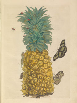 Maria Sibylla Merian: Metamorhposis insectorum Surinamensium, Amsterdam, 1705.
Blatt 2, reife Ananas, Cochenillen.
Aus diesen Läusen wird das Karminrot gewonnen.	
