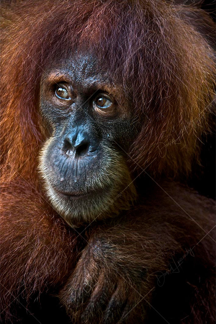 Orangutan