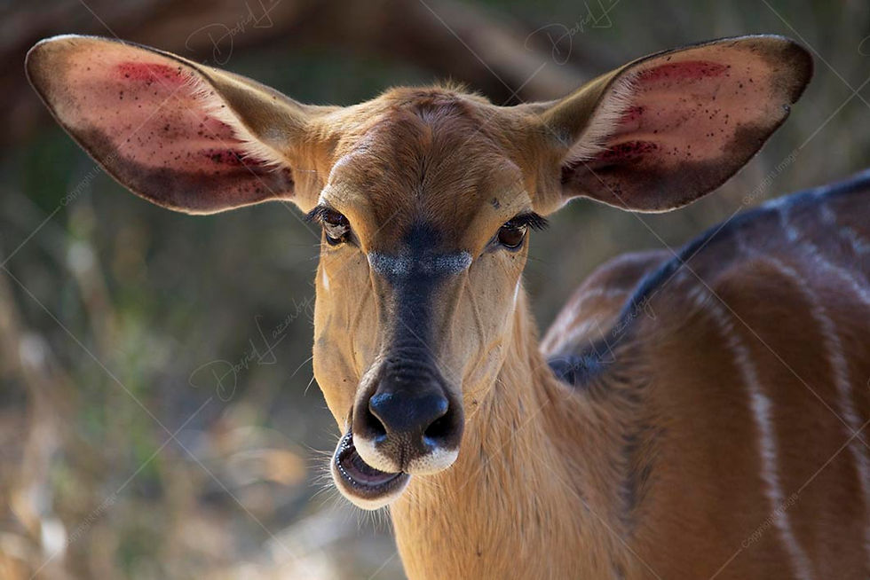 Female Nyala