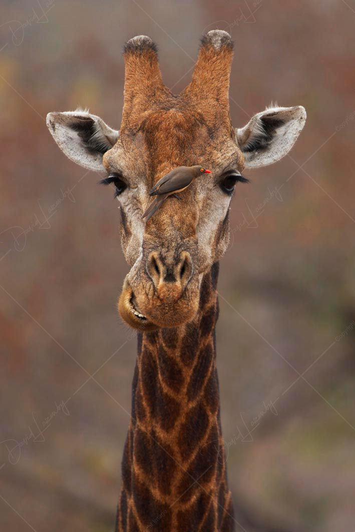 Giraffe with Red-Billed Oxpecker