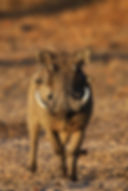 Warthog