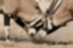 Fighting Oryx (Gemsbok)
