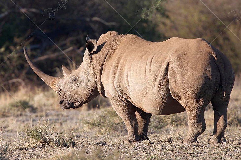 White Rhinoceros