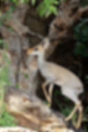 Kirk's Dik Dik