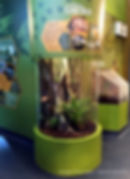 Tokay gecko cylinder habitat