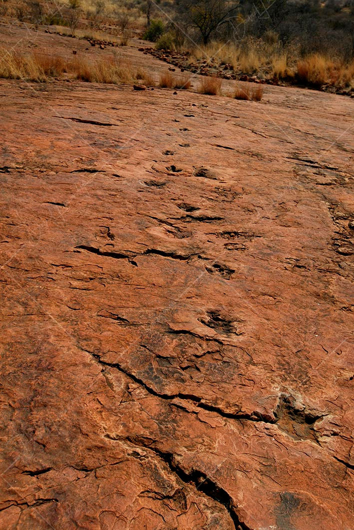 Fossil dinosaur tracks