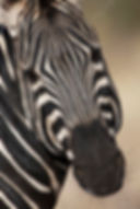 Burchell's Zebra