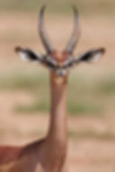 Gerenuk