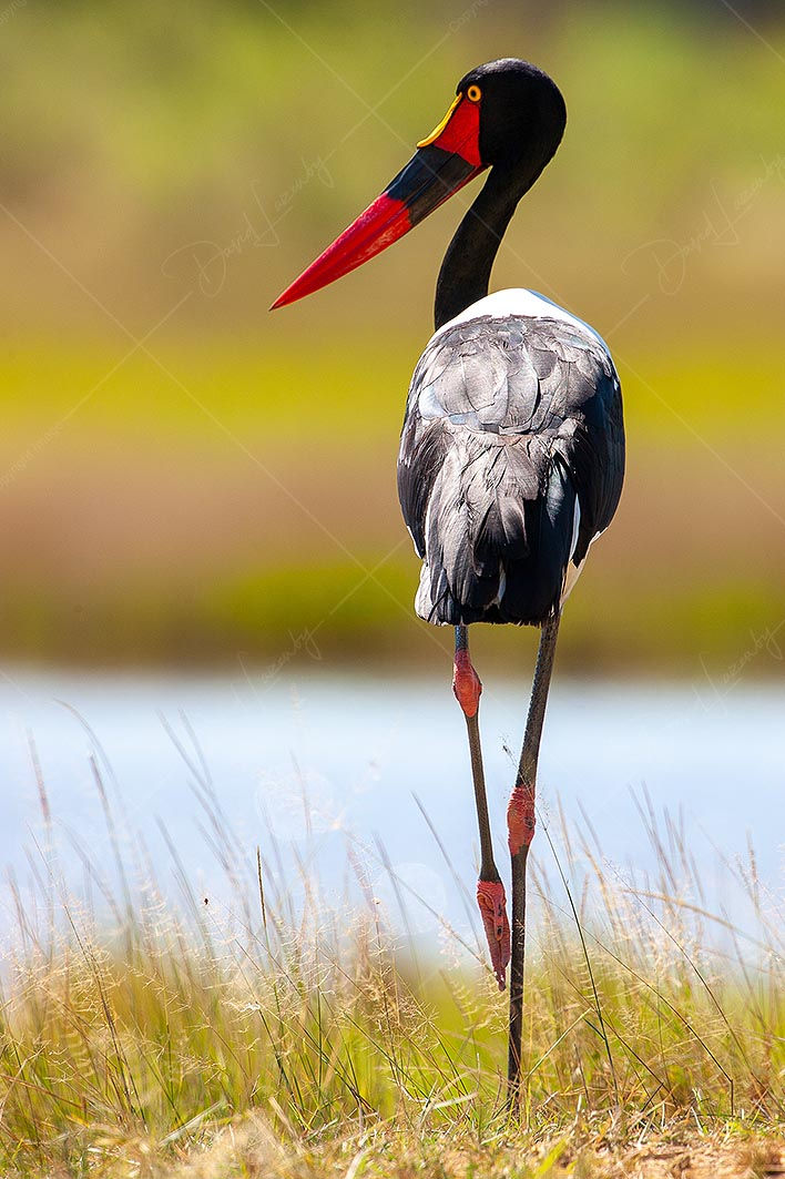 Saddle-billed Stork