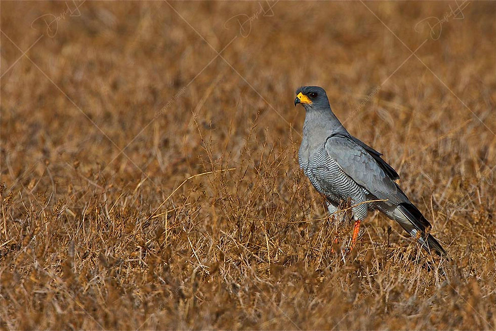 Eastern Chanting Goshawk