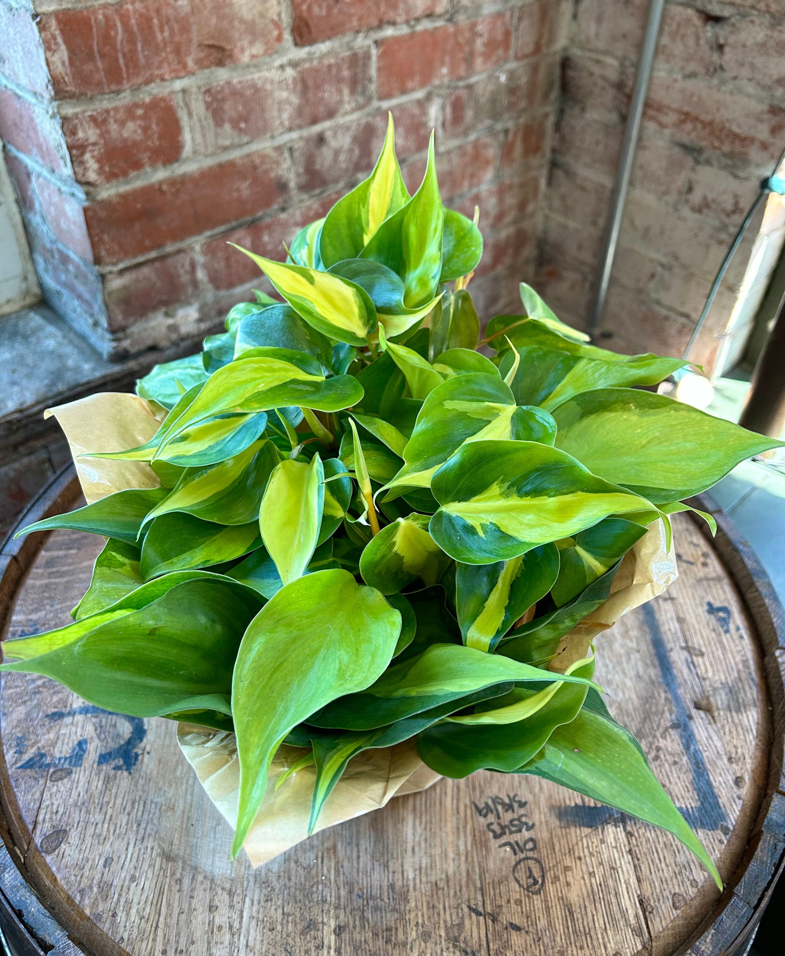Philodendron Brazil