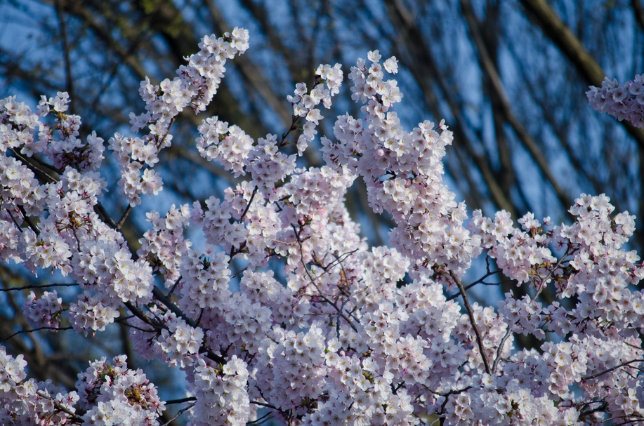 Thumbnail: Cherry Blossom Tree Grow Kit