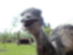 SAM_0739