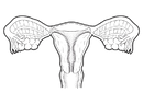 female-reproductive-system-paul-woottonscience-photo