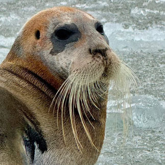 Bearded seal with ice in the background