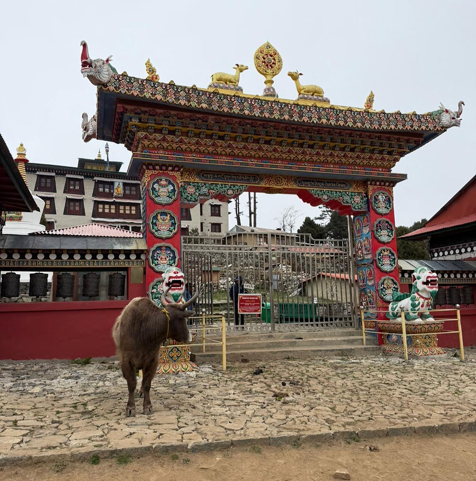 Tengboche Monastery — one of the most sacred sites in the Himalayas. Sitting at 3,867m, this stunning Buddhist monastery has watched over the Khumbu valley since 1916, a place of deep peace and prayer on the road to Everest. The intricate gateway, the guardian lions, the golden symbols — every detail takes your breath away . And then there’s our unexpected gate guardian — a Chauri, a yak crossbreed you’ll find all along the lower trails carrying loads and generally doing as they please. She had absolutely no intention of moving. Every day on this trail throws up something wonderful