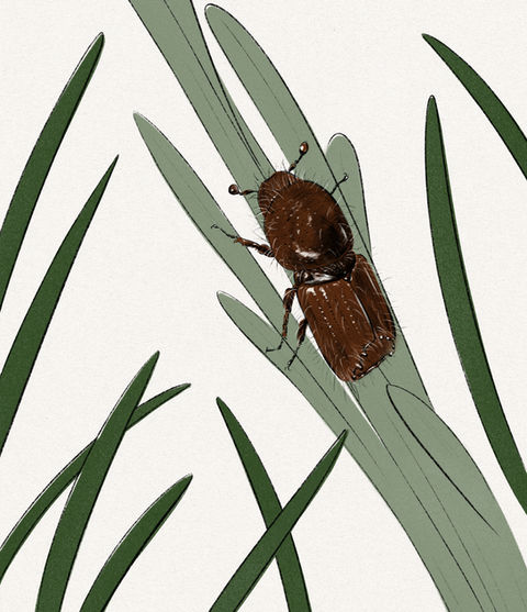 wongchilui_illustrations_buchdrucker.jpg