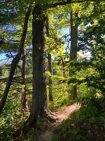 Forest picture light.jpeg