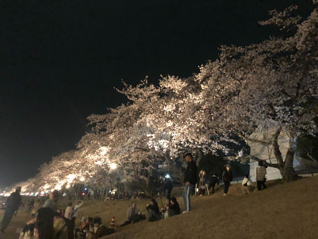桜カーニバルへ**