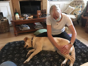 What is Clinical Canine Massage Therapy?