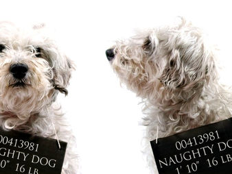 Solving Dog Behavior Problems