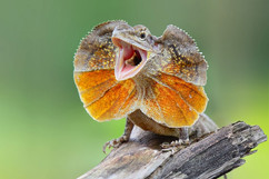 frilled-lizard-shutterstock_739998265-ae