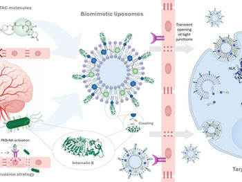 Biomimetic liposomes enable PROTAC delivery across endothelial barriers