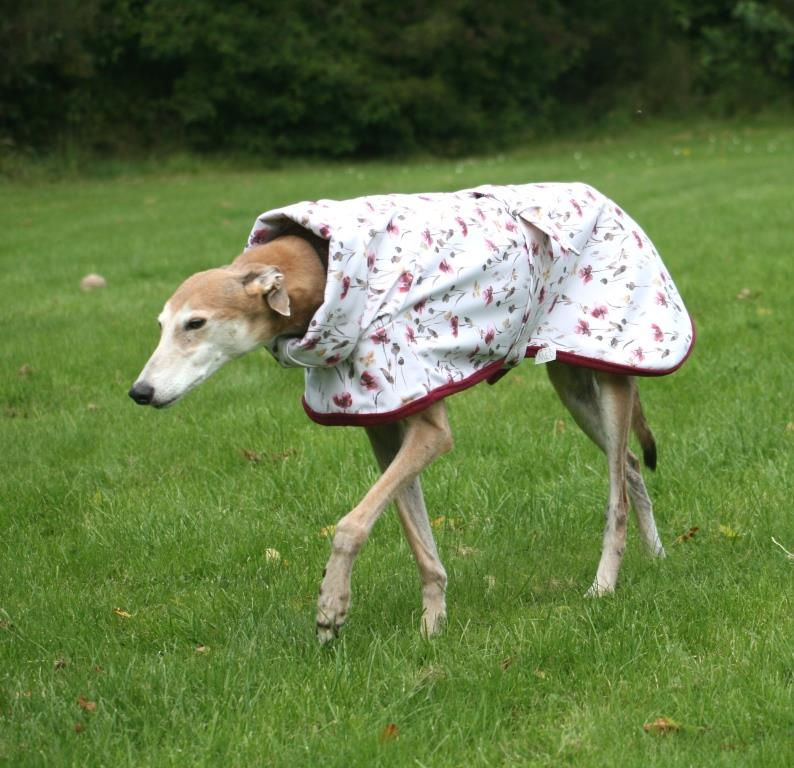 Thumbnail: Jazzy Jacket - Digital Poppies