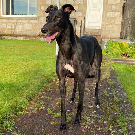 Shiny Millie (2).jpeg