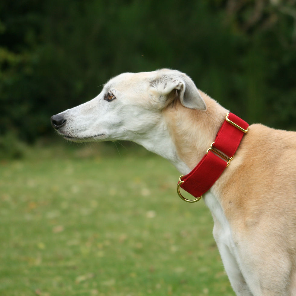 Thumbnail: DryDogs Soft Martingale Collars - Red