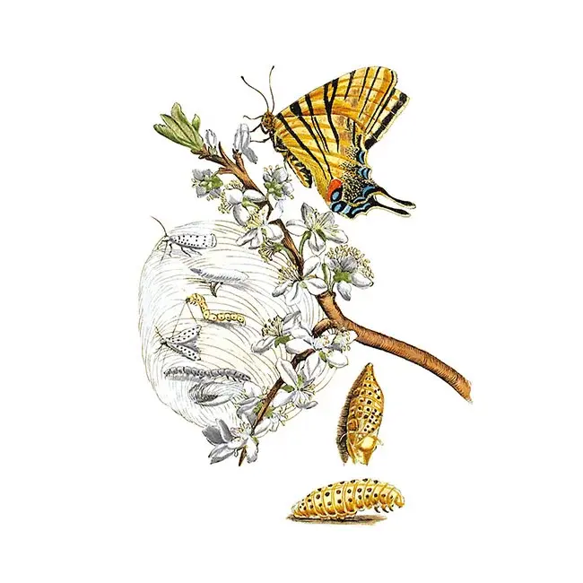 Miniaturbild: Jubiläumsausgabe: Maria Sibylla Merian. Blüten, Raupen, Schmetterlinge