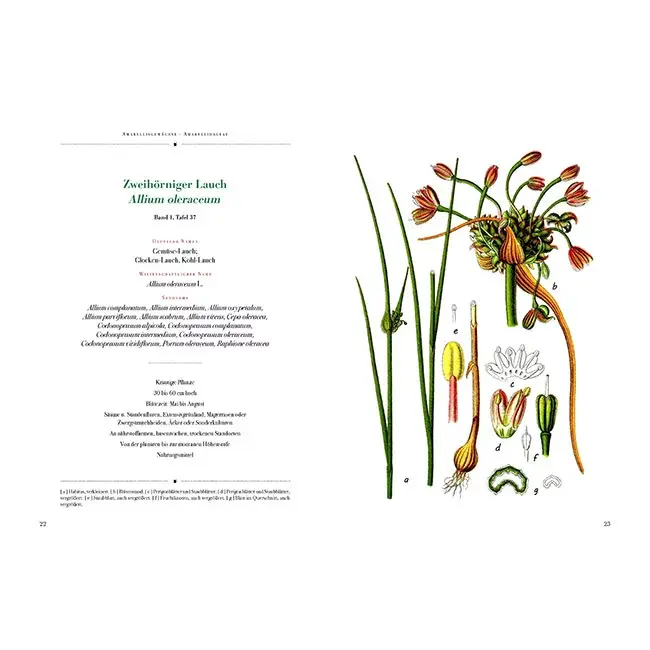 Miniaturbild: Jubiläumsausgabe: Jacob Sturm. Die Flora von Deutschland
