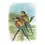 Miniaturbild: Atlas deutscher Brutvogelarten (ADEBAR). Atlas of german breeding birds
