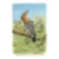 Miniaturbild: Atlas deutscher Brutvogelarten (ADEBAR). Atlas of german breeding birds