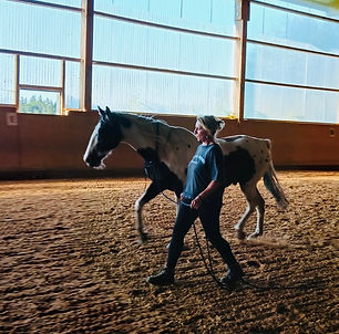 Haltung_Auslastung_Pferd 3.jpg