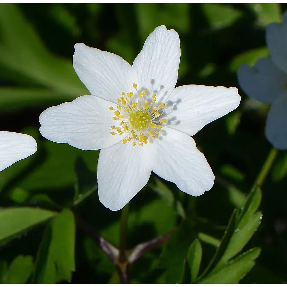 Miniaturbild: Frühblüher – Heimische Arten
