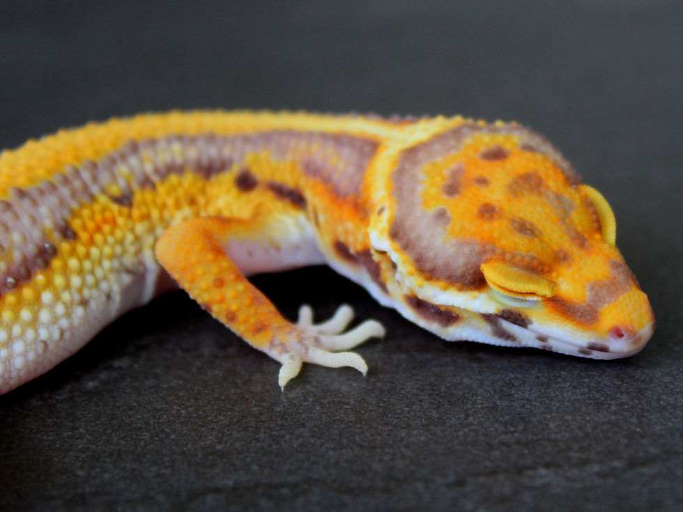 Miniatura: Bell Albino Tangerine Bold Stripe