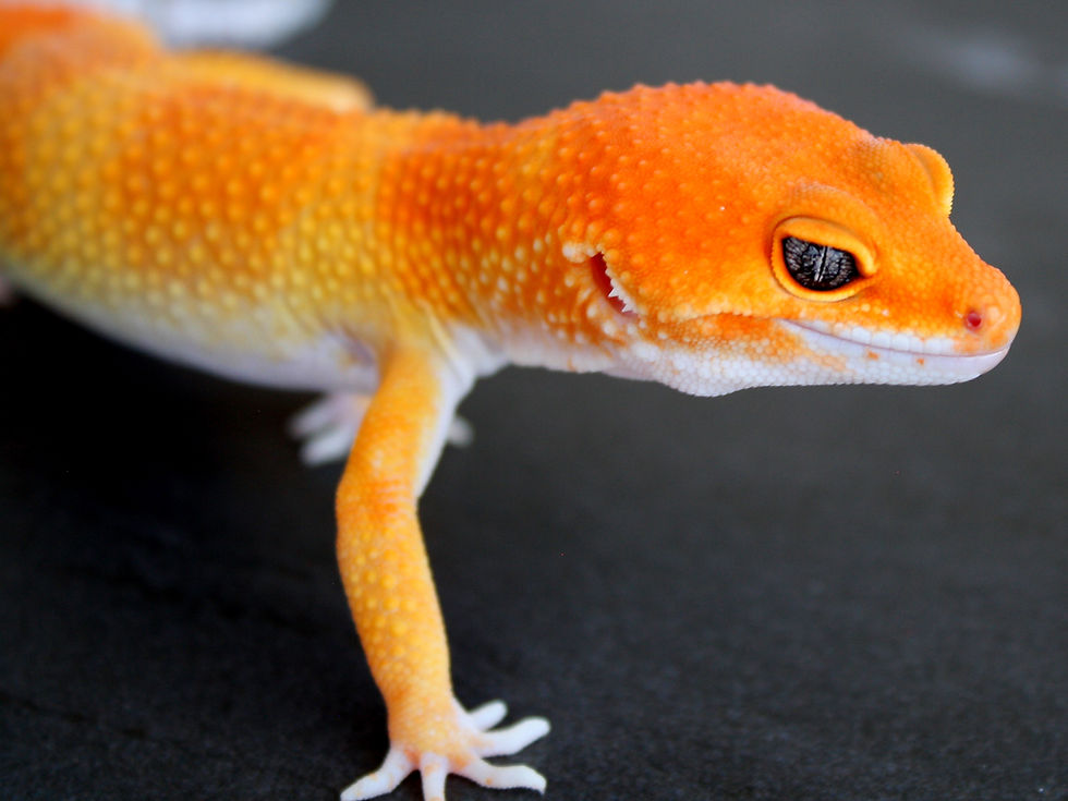 Miniatura: Orange Green Tangerine