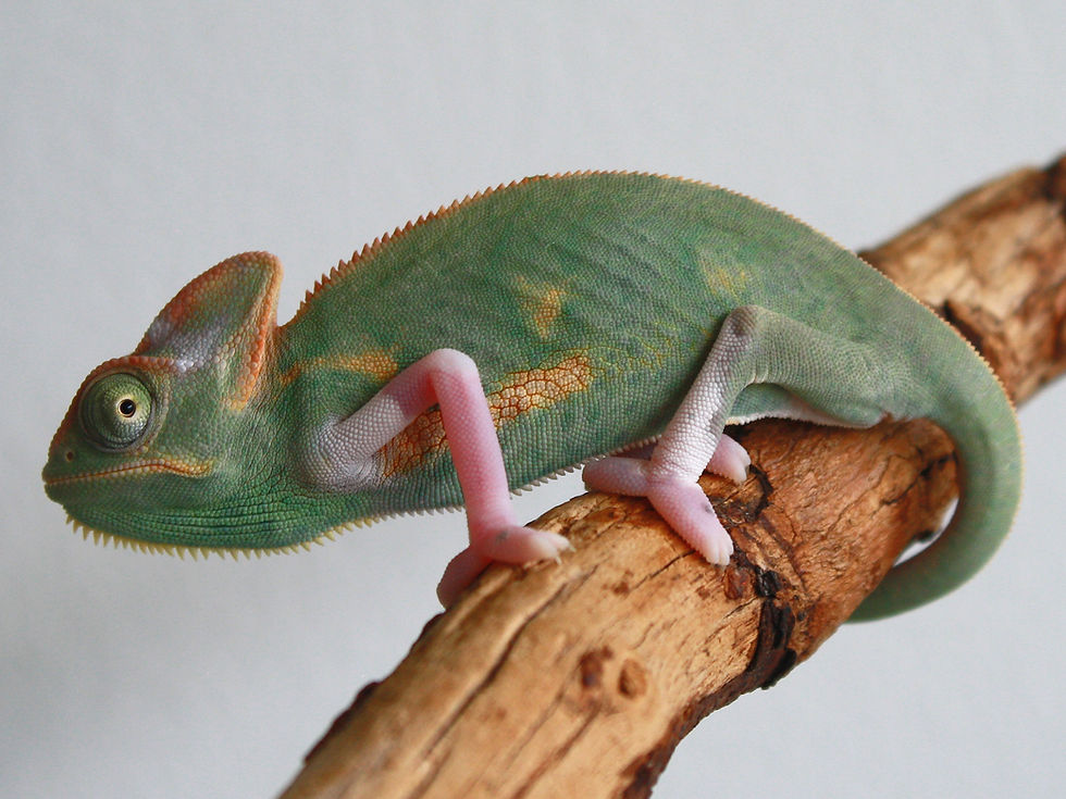 Miniatura: High Transluscent