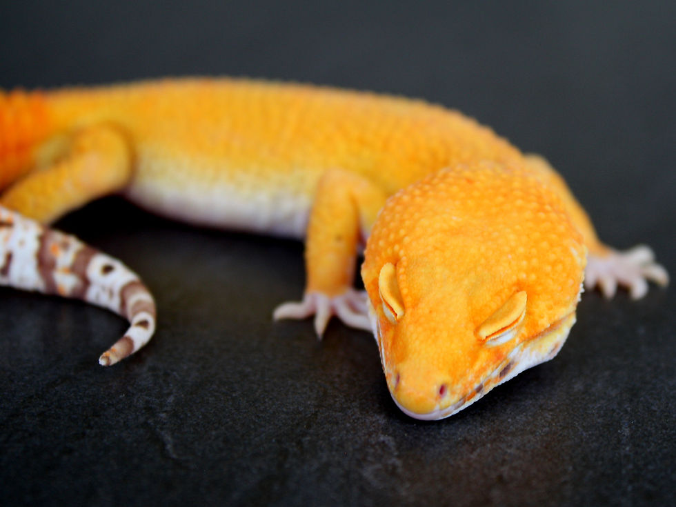 Miniatura: Sunglow Blood Bell