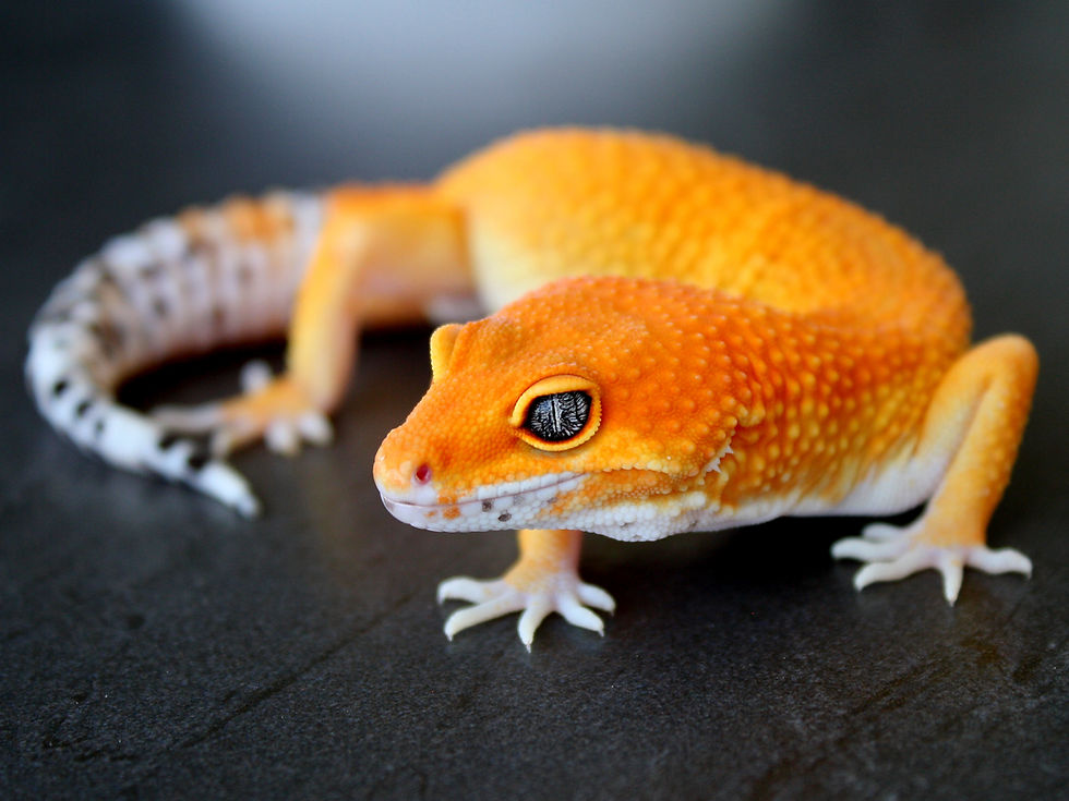 Miniatura: Orange Green Tangerine