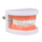 Side view of the dental jaw model showing the bite and occlusion.