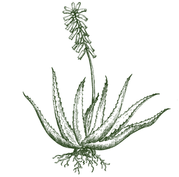 Aloe vera botanical drawing