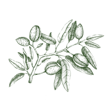 Almond botanical drawing