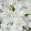 Thumbnail: Azalea japonica 'Pleasant White' | Azalea