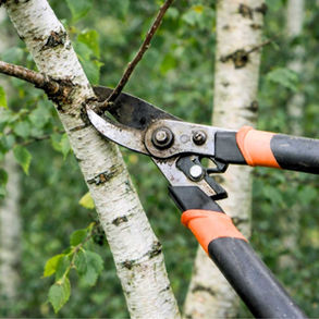 Pruning shears cutting a small branch from a birch tree. The background is a blurred forest with green leaves.
